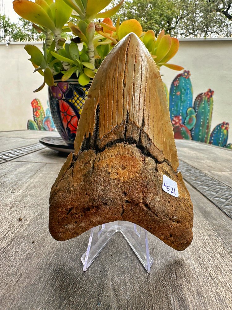 Diente de Megalodón. 5.2 pulgadas #M21