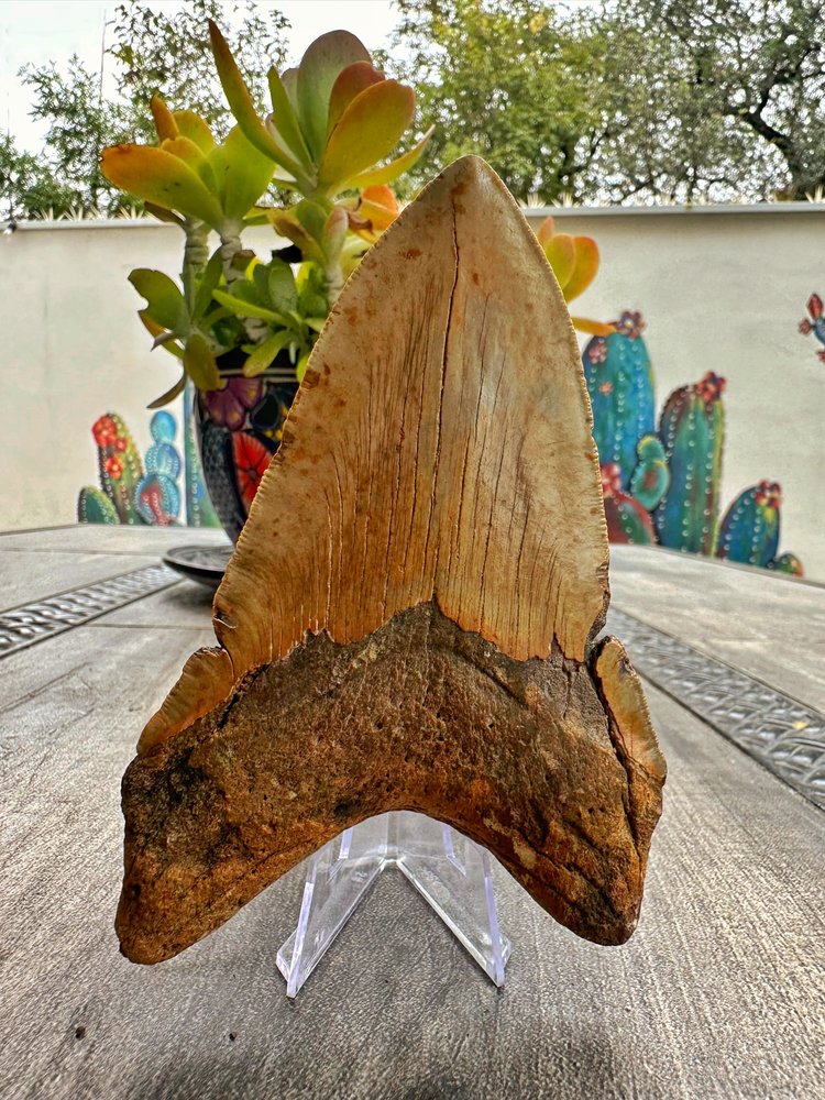 Diente de Megalodón. 5.2 pulgadas #M21