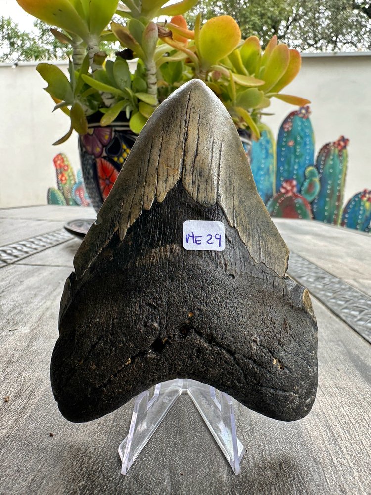 Diente de Megalodón. 5.0 pulgadas #M29
