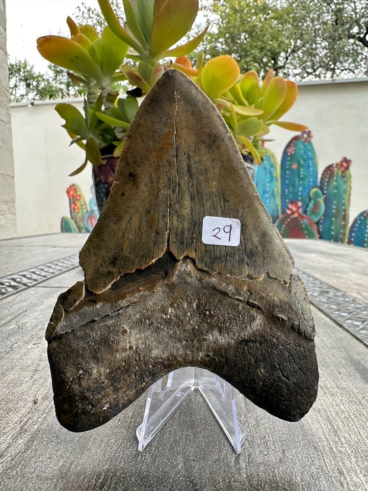 Diente de Megalodón. 5.0 pulgadas #M29