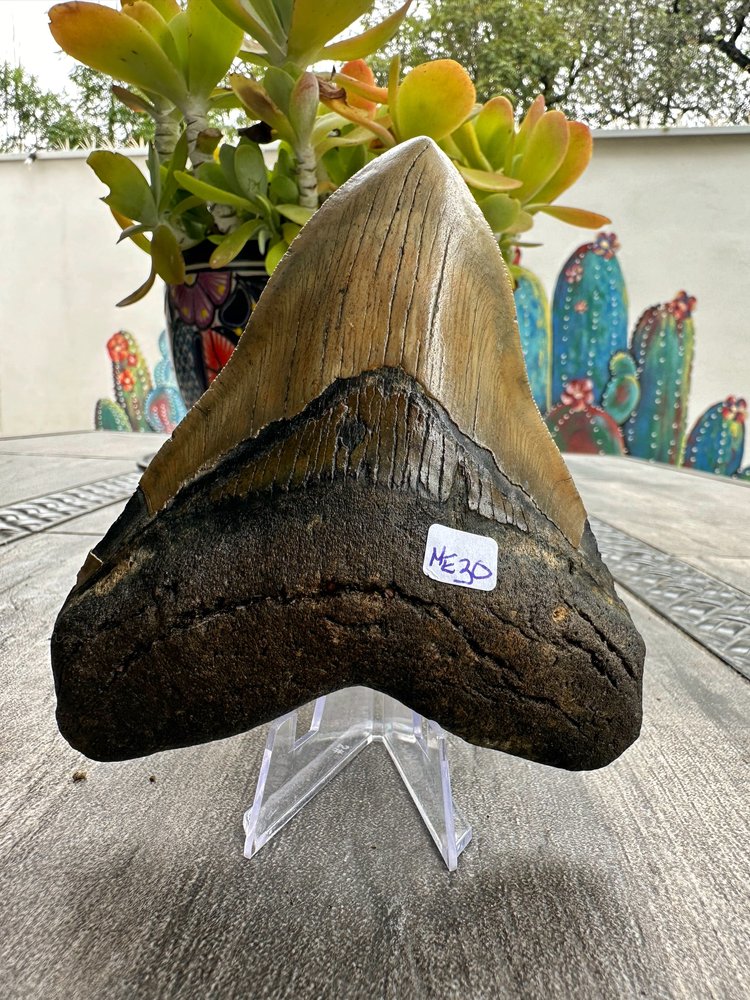 Diente de Megalodón. 5.3 pulgadas #M30