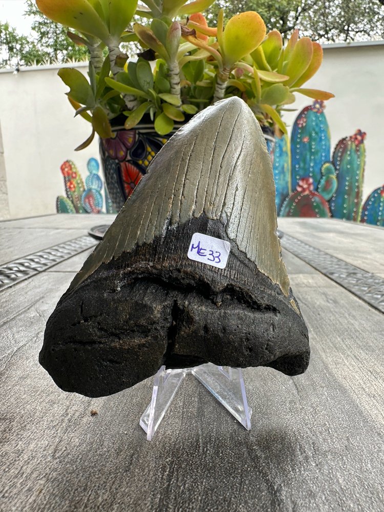 Diente de Megalodón. 5.1 pulgadas #M33