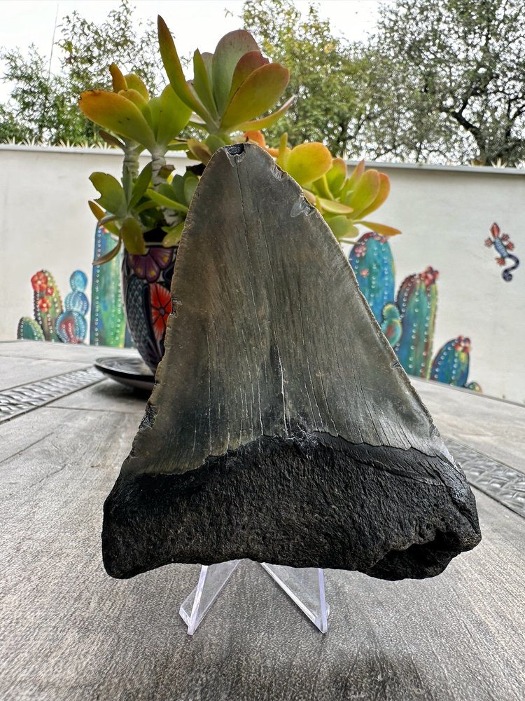 Diente de Megalodón. 5.1 pulgadas #M33