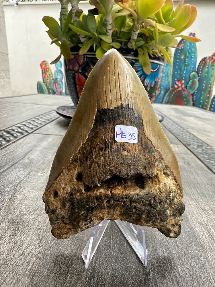 Diente de Megalodón. 4.9 pulgadas #M35