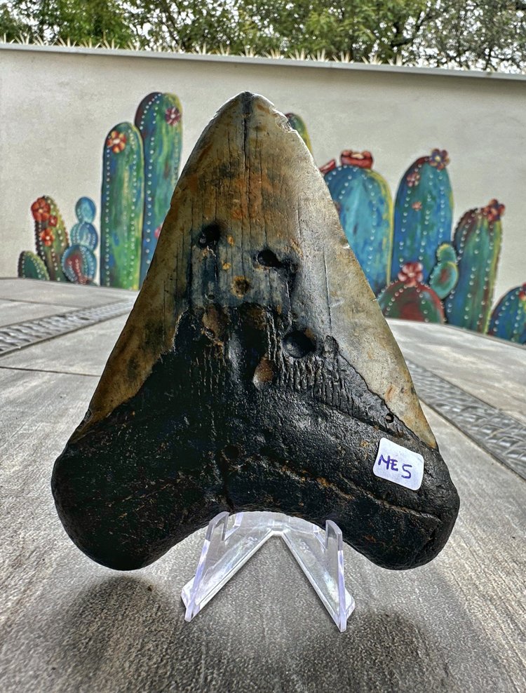 Diente de Megalodón. 4.9 pulgadas #M5