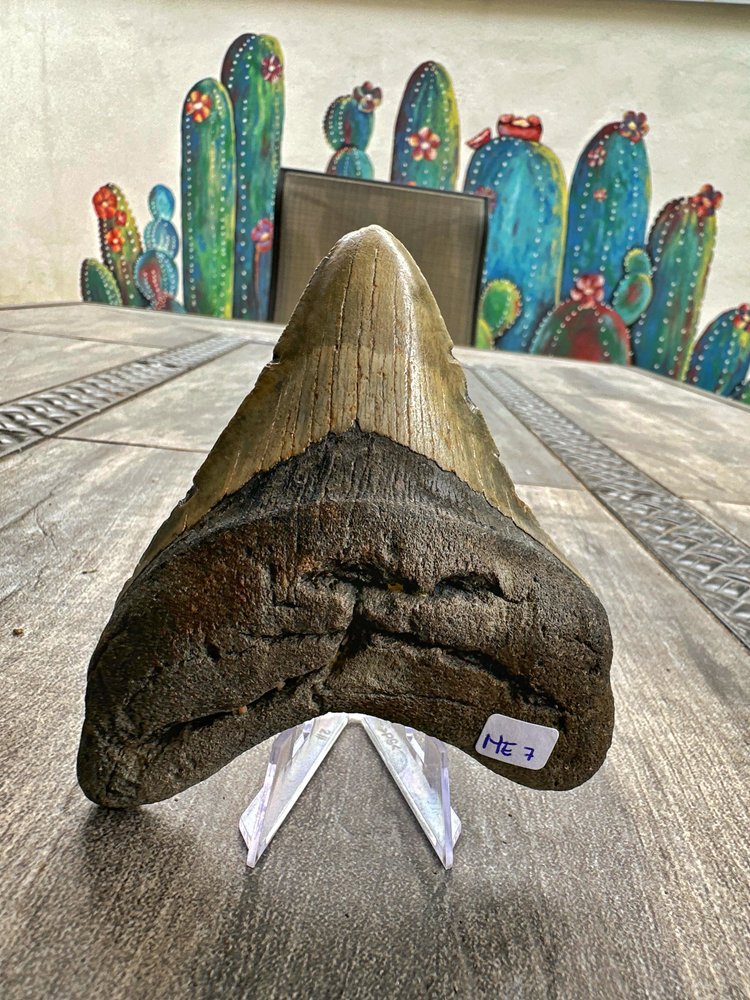 Diente de Megalodón. 4.9 pulgadas #M7