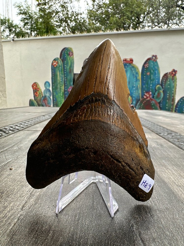 Diente de Megalodón. 4.7 pulgadas #M9