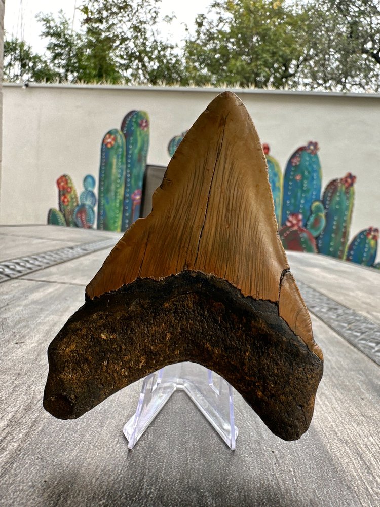 Diente de Megalodón. 4.7 pulgadas #M9